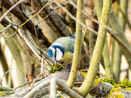The Eurasian blue tit (Cyanistes caeruleus) sitting on a branch in a bush and eating a seed from the mossの写真素材