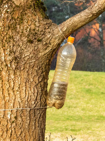 Bird feeder made from reused plastic bottle full with grains hanging on a tree on a sunny day. Bird feeder bottle hanging in the tree with green backgroundの写真素材