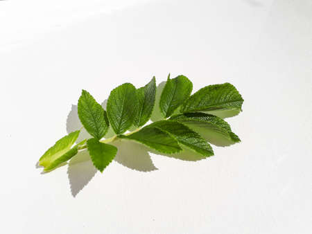Green leave of rugosa rose or beach rose (Rosa rugosa) on sunlight with a shadow isolated on white backgroundの写真素材