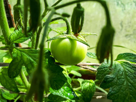 Closeup shot of organic grown unripe tomato growing on tomato plant in greenhouse in bright sunlightの写真素材