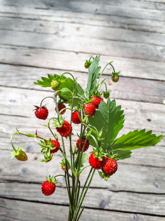 Bouquet of wild strawberry (Fragaria vesca) plants with red ripe fruits and foliage outdoors with wooden boards bacground in sunlight. Taste of summerの写真素材