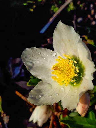 White Cristmas roses (Helleborus niger) in early spring covered with water dropsの写真素材