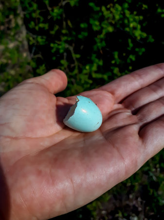 The ovoid shaped and pale blue broken eggshell of the bird - common starling (Sturnus vulgaris) on...