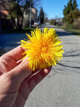 Macro shot of bright yellow dandelion (Lion's tooth) flower head in the hand of a person in summer with street backgroundの写真素材