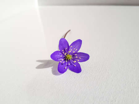 Single spring wildflower Anemone hepatica - Liverwort on white background. Beautiful violet isolated flower on white. Beautiful and delicate backgroundの写真素材