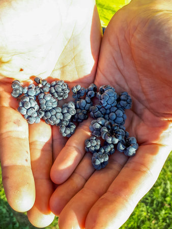 Handful of perfect and ripe European dewberries (Rubus caesius) with green background. Dewberries on...