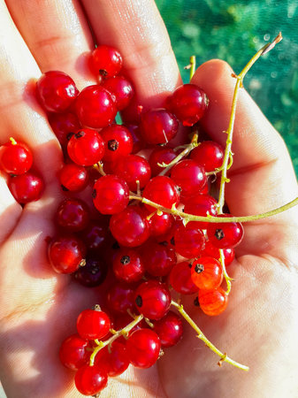 Handful of perfect ripe redcurrants (ribes rubrum) in the sunlight. Taste of summer