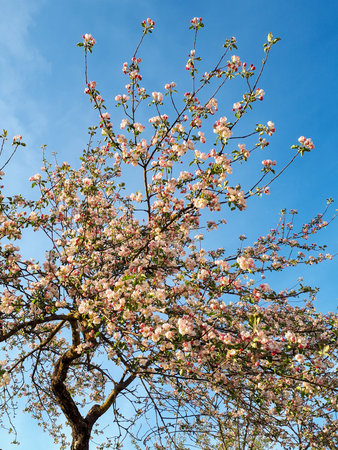 Spring apple tree with pink buds and white flowers on blue sky background. Seasonal spring flowers....