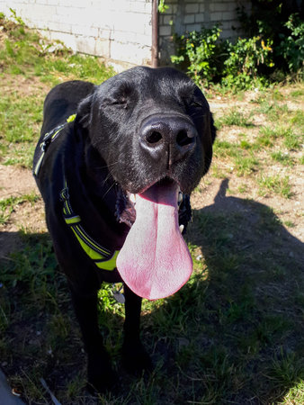 Black adult Labrador retriever dog portrait during a walk on a sunny day in summer. Pet. Shiny coat...
