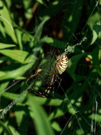 Adult male and female of wasp spider (Argiope bruennichi) with yellow and black markings on abdomen...