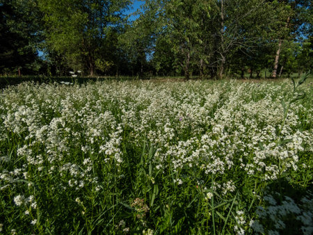 Landscape view of a meadow full of colony of white flowers - Northern bedstraw (Galium boreale) in...