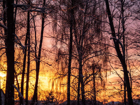 Beautiful, colorful - orange, punk and purple sunset sky view with trees in the dark shadows in foreground in the evening in winter. Dark tree silhouettesの写真素材