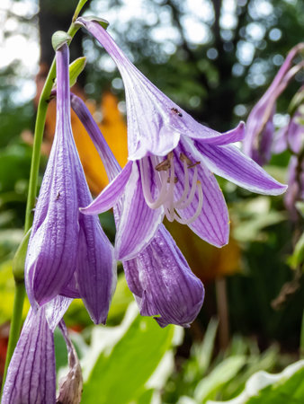 Close-up shot of purple and lavender flower of hosta 'Resonance' - medium green hosta with an irregular white margins in a garden in summerの写真素材