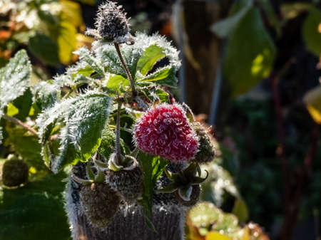 Macro shot of sweet, ripe red raspberry fruits growing on green raspberry plant among green leaves in garden covered with ice crystals of morning frost in cold early autumn. Touch of winterの写真素材
