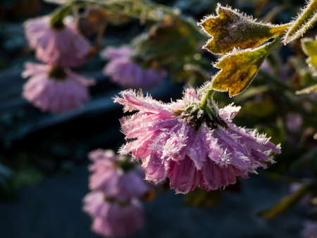 Macro shot of big ice crystals of white early morning frost on pink autumn flower in the end of autumn and early winter in bright sunlight. Ice plants. Ice covered plantsの写真素材
