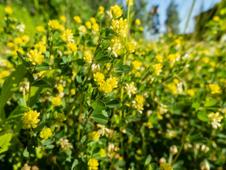 Macro shot yellow flowers of hop trefoil, field clover or low hop clover (Trifolium campestre) in...