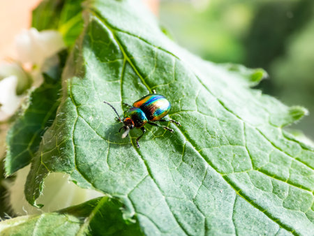 Beautiful colorful Dead-nettle leaf beetle (Chrysolina fastuosa) with gold and copper shine and...