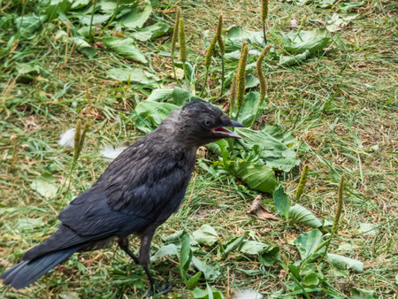Juvenile of the Western jackdaw or European jackdaw (Coloeus monedula) with shiny black and grey...