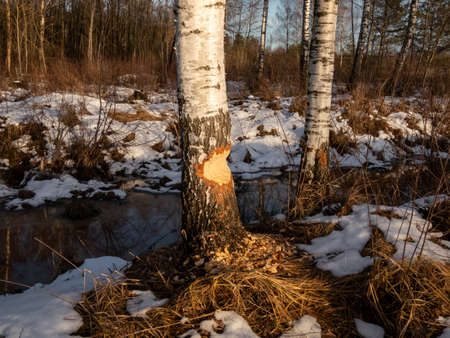 Big, growing birch tree with beaver damage and signs on wood trunk from teeth surrounded with wood chips. Tree almost cut by beaver next to water with visible snow in backgroundの写真素材