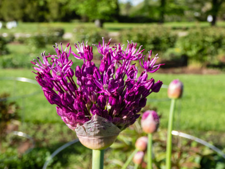Close-up shot of flower of the Giant onion (Allium giganteum) opening in a garden. Decorative plant...