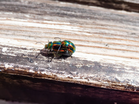 Couple of colorful Dead-nettle leaf beetle (Chrysolina fastuosa) with gold and copper shine and...