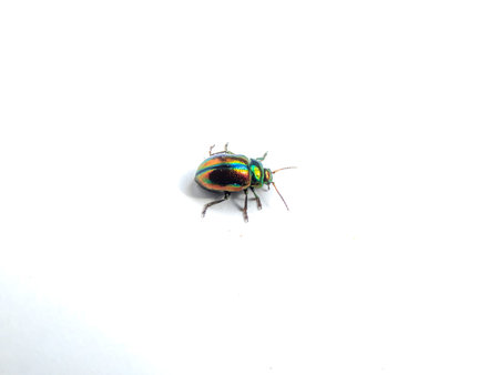 Close-up of colorful Dead-nettle leaf beetle (Chrysolina fastuosa) with gold and copper shine and...