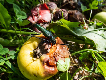 Adult musk beetle (Aromia moschata) with very long antennae and coppery and greenish metallic tint...
