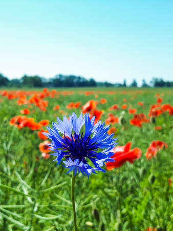 Macro shot of single blue cornflower on beautiful landscape green field with red poppies and light blue skyの写真素材
