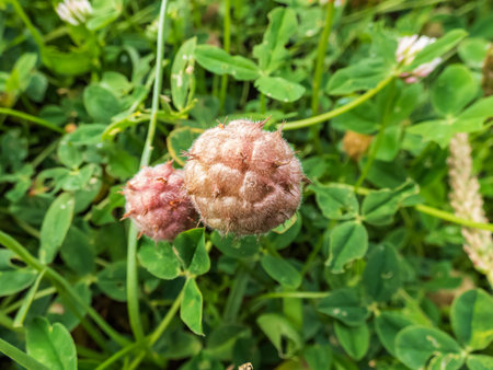Close up shot of strawberry clover (Trifolium fragiferum) in bloom surrounded with green leaves in...