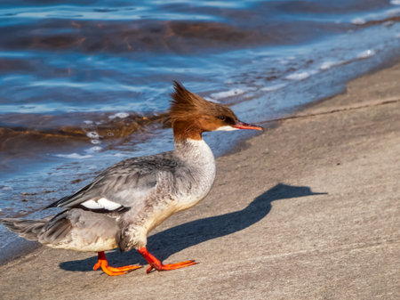 Female of goosander (common merganser) (Mergus merganser) standing on the concrete shore of the river dam with wavy water with its crest in the windの写真素材
