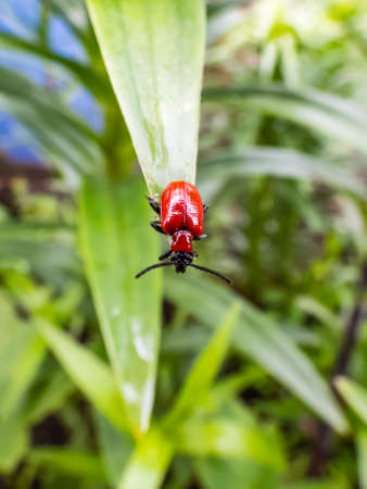 Macro shot of adult scarlet lily beetle (Lilioceris lilii) sitting on a green lily plant leaf blade in garden. Its forewings are bright scarlet and shiny. Legs, eyes, antennae and head are blackの写真素材