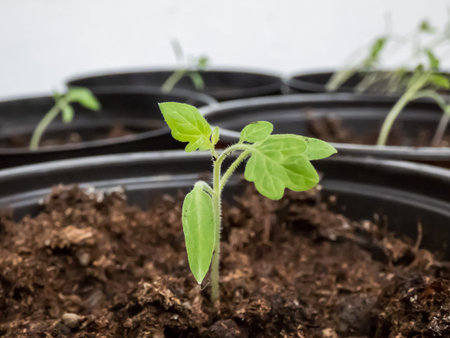 Macro shot of small tomato plant seedlings growing in pots on the windowsill. Vegetable seedling in...