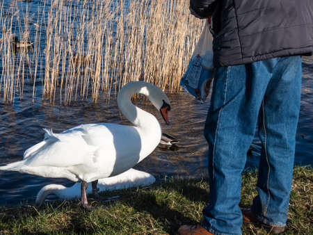 Adult male feeding loaf of bread from hand to a couple of the Mute swan (cygnus olor) who didn't migrate and stayed in a lake in winter and early spring timeの写真素材