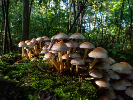 Wild mushrooms growing in large colony on tree stump and forest ground in wet moss in dark, green...