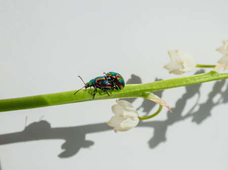Couple of colorful Dead-nettle leaf beetle (Chrysolina fastuosa) with gold and copper shine and metallic luster that transitions to green or violet-blue longitudinal stripes mating on flowering plantの写真素材