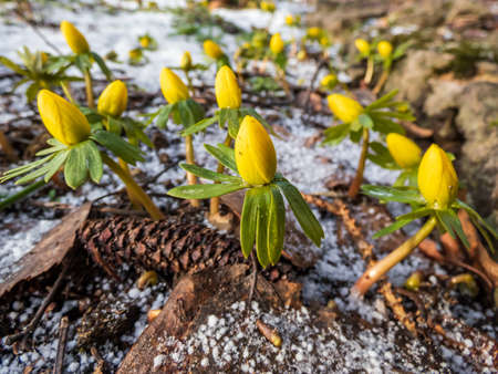 Flowers surrounded with white snow - Winter aconite (Eranthis hyemalis) starting to bloom in spring in bright sunlight. One of the earliest flowers to appear from soil in late winter and early springの写真素材