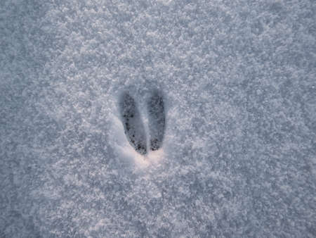 Close-up of a single perfect footprint of roe deer (Capreolus capreolus) on the ground covered with soft snow in winter in sunlightの写真素材