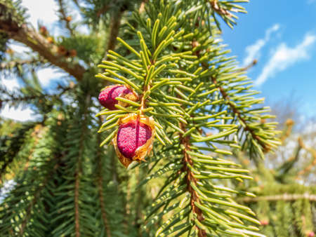 Macro shot of beautiful young pink cone buds on a branch of spruce tree in spring on a sunny dayの写真素材