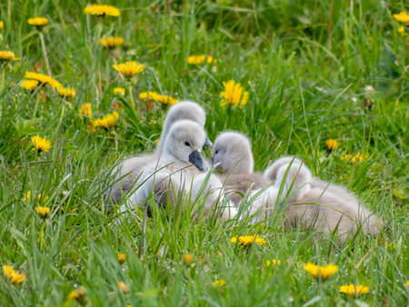 A beautiful mute swan cygnets (cygnus olor) sitting in the grass with yellow flowers in the early morningの写真素材