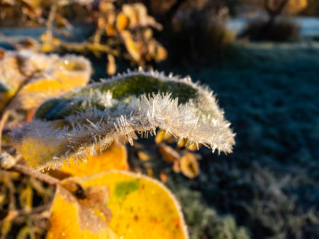 Macro shot of autumn yellow leaves frozen with morning frost in the light of the rising sun in the early, cold morning, shot at the end of autumn.の写真素材