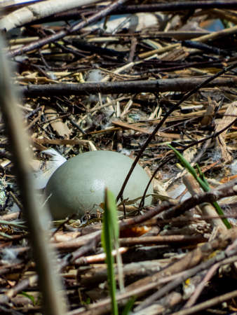 Big and greenish egg of mute swan (cygnus olor) in the nestの写真素材