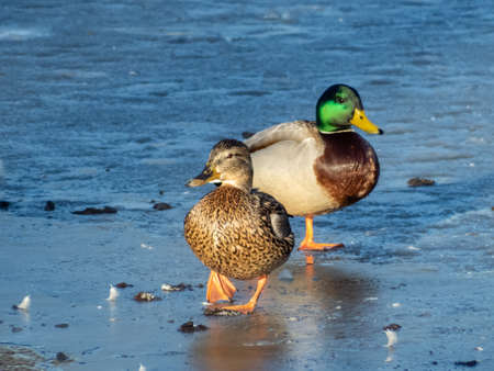 A couple - male and female of mallards or wild ducks (Anas platyrhynchos), one with a glossy bottle-green head and other with brown mottled plumage in bright sunlight standing on ice on a pondの写真素材