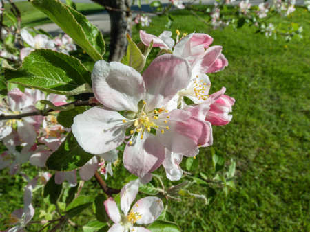 Closeup of seasonal blossom apple tree branch with flowers of pink and white flowers. Seasonal spring flowers. Green backgroundの写真素材