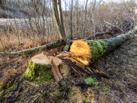 Cut down old tree log with green moss laying on the ground. Deforestation concept. Winter sunny day