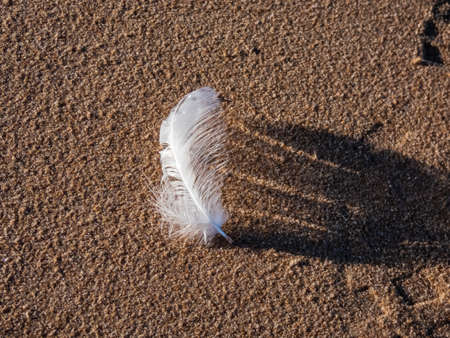Macro shot of detailed, delicate, white bird feather in the wind on the sand on the beach near the seaの写真素材