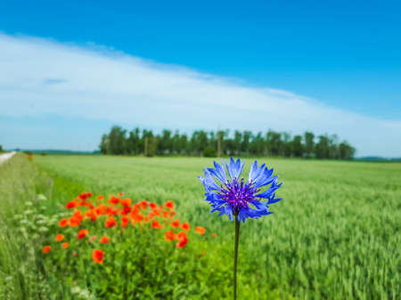 Macro shot of delicate summer flower blue cornflower in front of beautiful landscape of green field with poppies and sky backgroundの写真素材