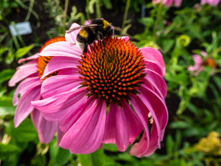 Bumble bee on rounded spiny center of the Coneflower (Echinacea) head blooming in summer. Regular...
