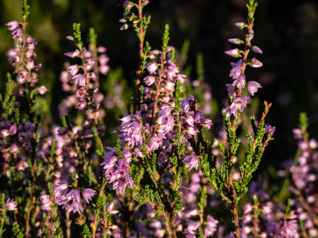 Macro shot of pink common heather (Calluna vulgaris). Low-growing evergreen shrub in heathland in a...