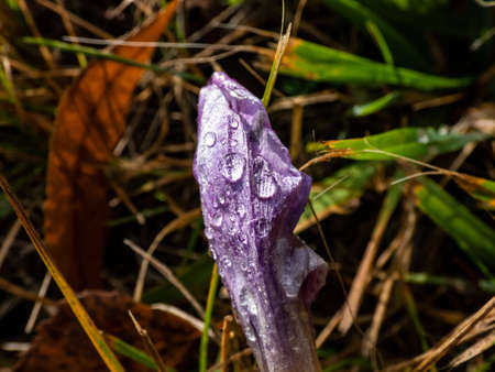 Single closed autumn crocus (Colchicum autumnale) covered with water drops in sunlight with green vegetation backgroundの写真素材
