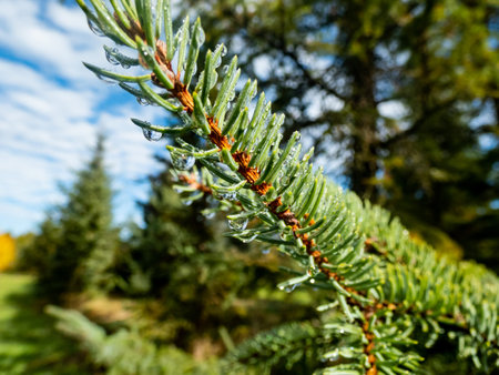 Close up of water drops (dew-drops) on evergreen pine needles early in the morning after rain....